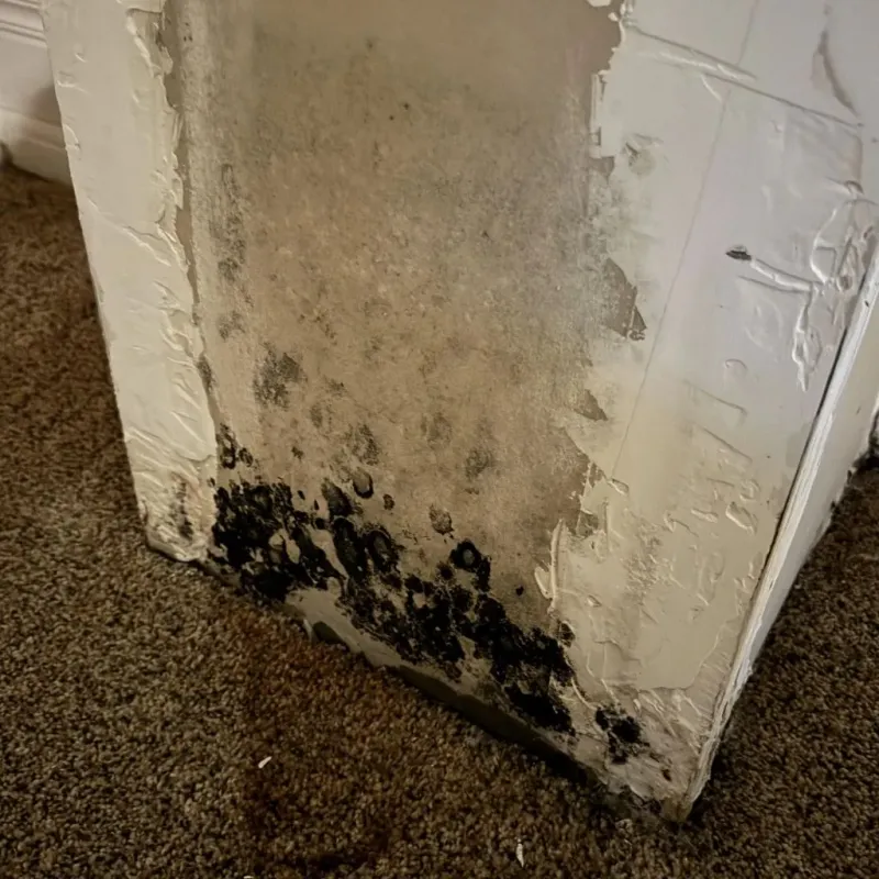 Professional Mold Removal in Soquel, CA